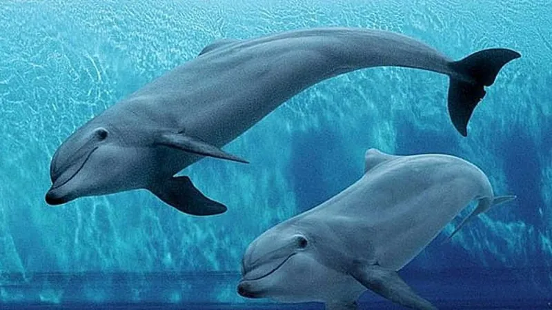 Acquario di Genova