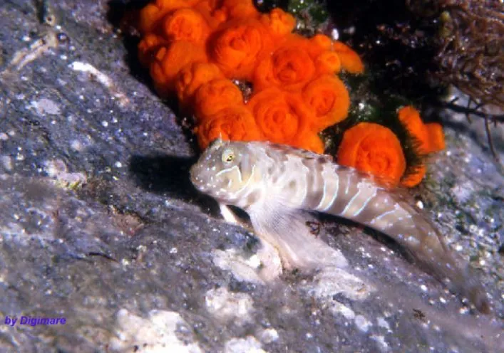Acquario di Messina