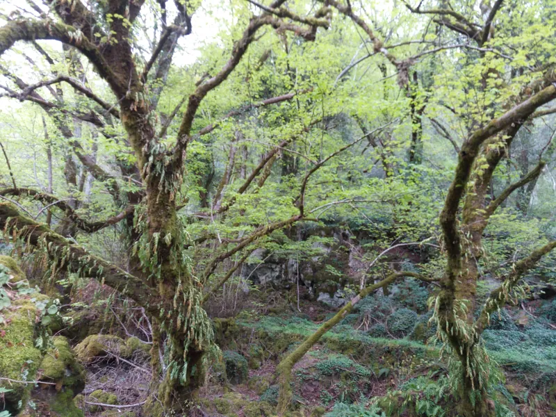 Bosco monumentale del Sasseto e i giardini Cahen d’Anvers di Torre Alfina