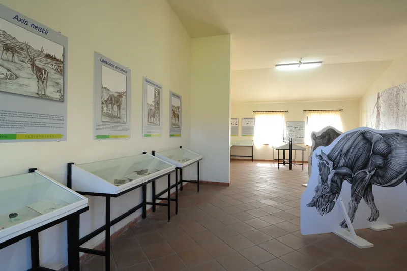 Centro di paleontologia vegetale della foresta fossile di Dunarobba
