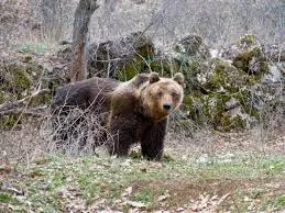 Centro Orso
