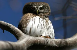 Centro visite Parco Dolomiti friulane "Avifauna del parco"