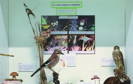 Civico museo naturalistico Ferruccio Lombardi Uccelli del Po