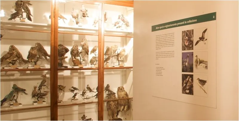 Collezione ornitologica Andrea Fiori