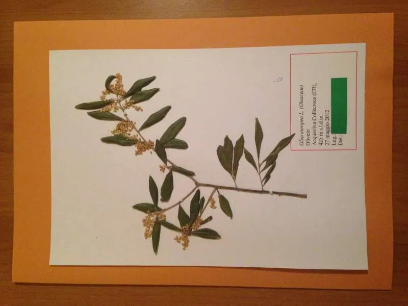 Erbario