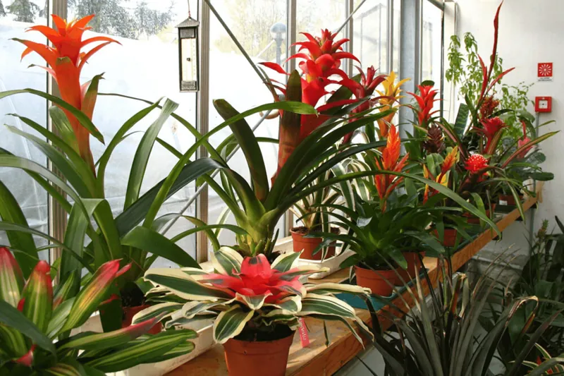 Erbario museo botanico dell'Istituto di botanica