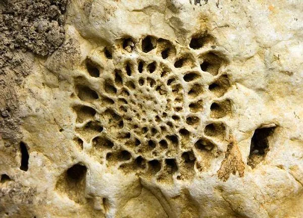 Museo brembano di Scienze Naturali