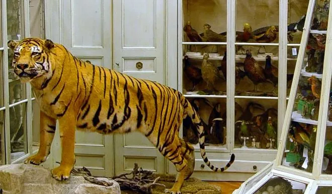Museo civico "Craveri" di storia naturale