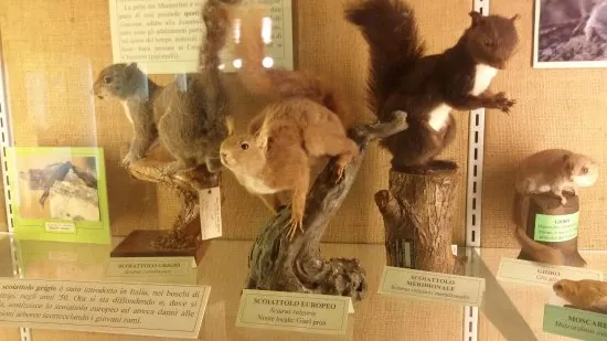 Museo civico di storia naturale di Carmagnola