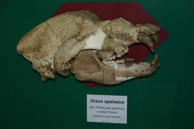Museo civico di storia naturale di Comiso