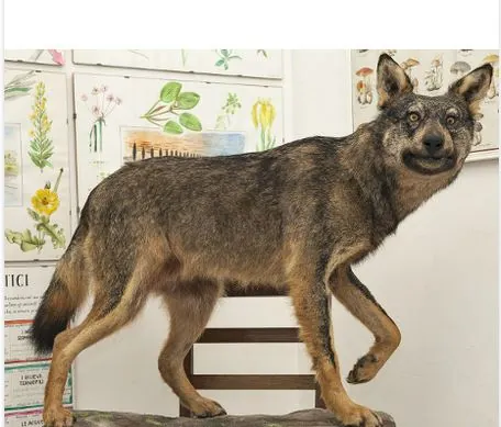 Museo civico di storia naturale di Stazzano