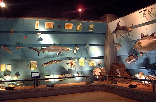 Museo civico di storia naturale di Verona