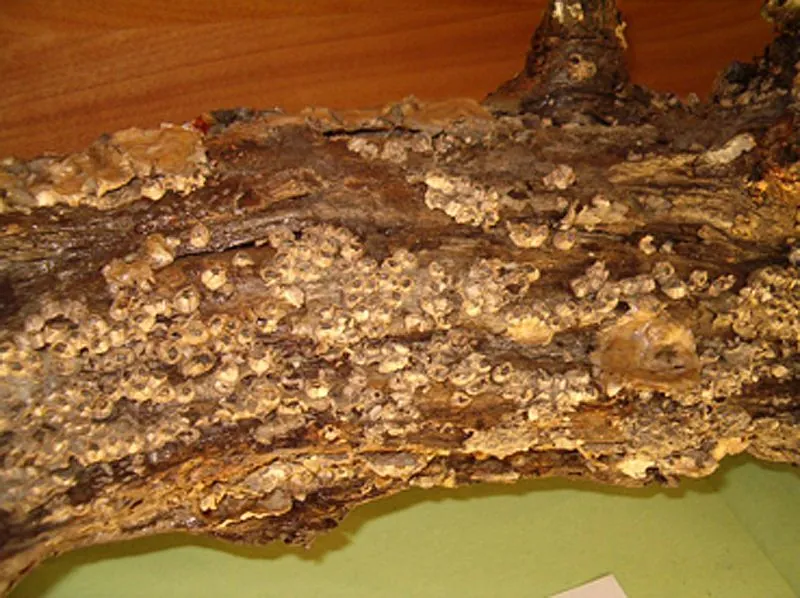 Museo dei fossili dello Stirone