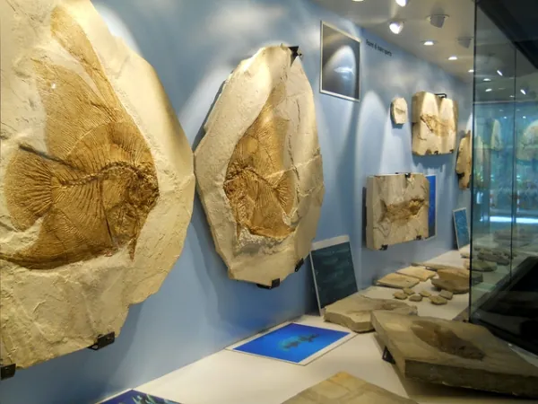 Museo dei fossili di Bolca