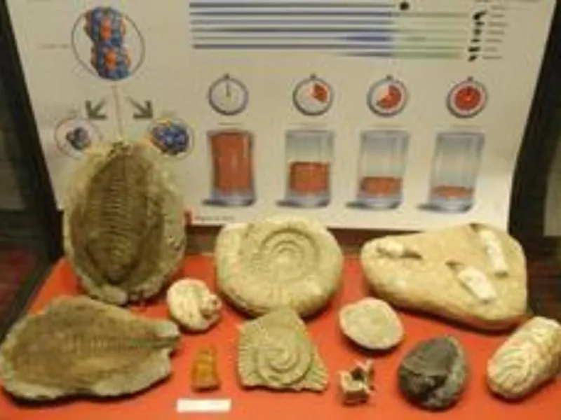 Museo dei fossili e minerali del monte Nerone