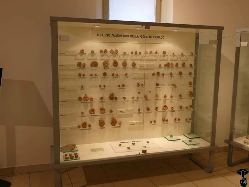 Museo dei funghi e dei fossili