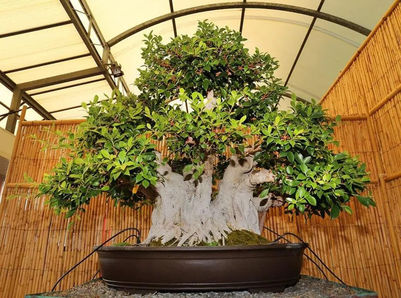 Museo del bonsai