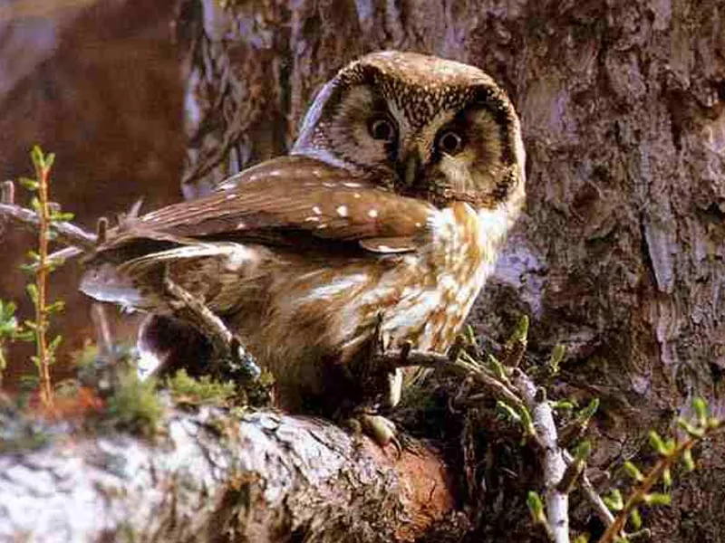 Museo del Parco naturale Orsiera Rocciavré