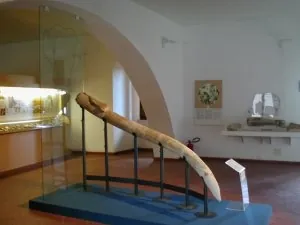 Museo della preistoria della Tuscia e della Rocca Farnese