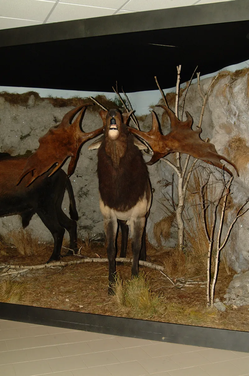 Museo della preistoria "Luigi Donini"
