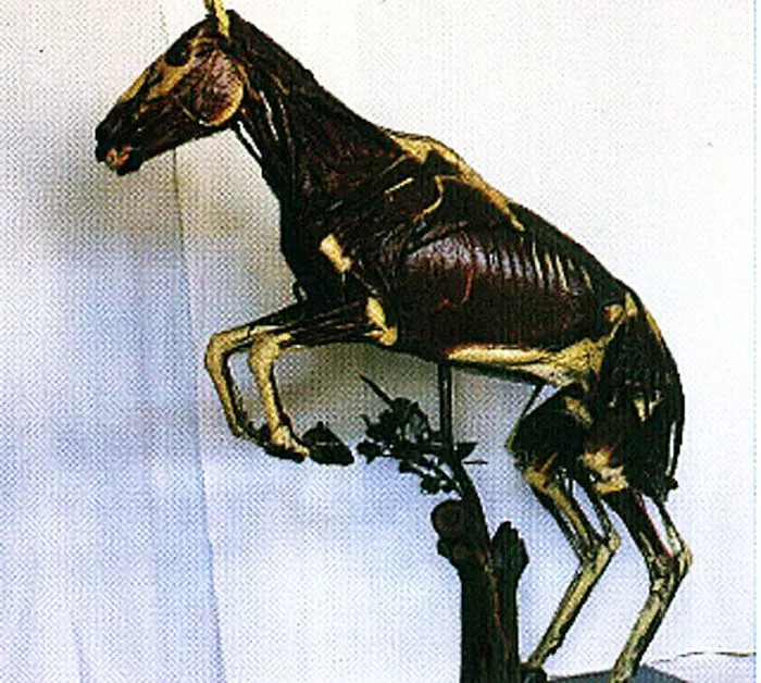 Museo della sez. di anatomia degli animali di interesse medico veterinario