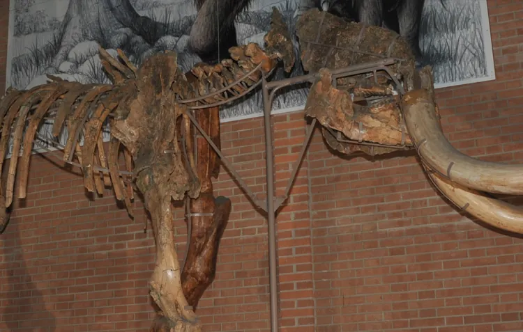Museo della Venere e dell'elefante