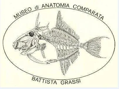 Museo di anatomia comparata di Roma