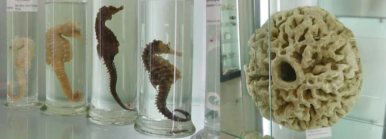 Museo di biologia marina "Pietro Parenzan"