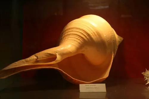 Museo di scienze naturali del Collegio S. Francesco