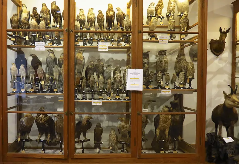 Museo di scienze naturali di Graglia