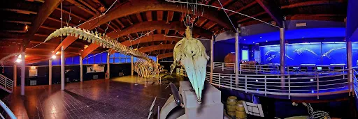 Museo di storia naturale del Mediterraneo