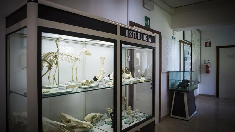 Museo di storia naturale dell'alpago