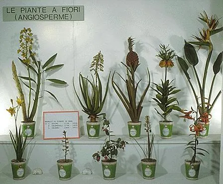 Museo di storia naturale dell’Università di Firenze - Sezione botanica "F.Parlatore"