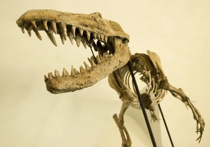 Museo di Storia Naturale dell’Università di Pisa