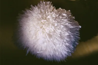 Museo di storia naturale di Gagliole