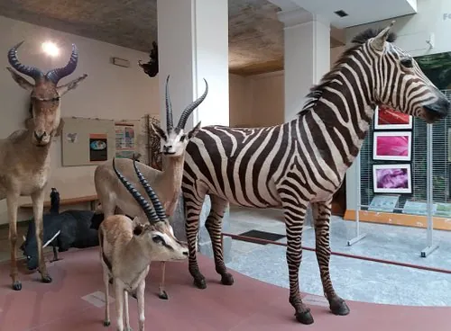 Museo di storia naturale Farraggiana Ferrandi
