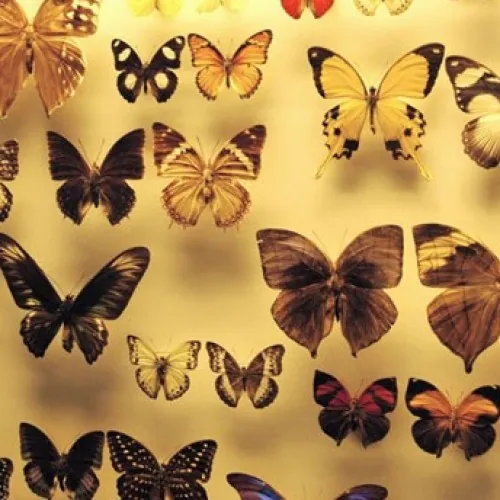 Museo di zoologia e casa delle farfalle