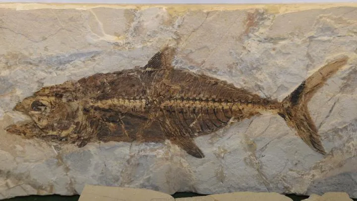 Museo Don Bosco di storia naturale e apparecchiature scientifiche del Liceo Valsalice