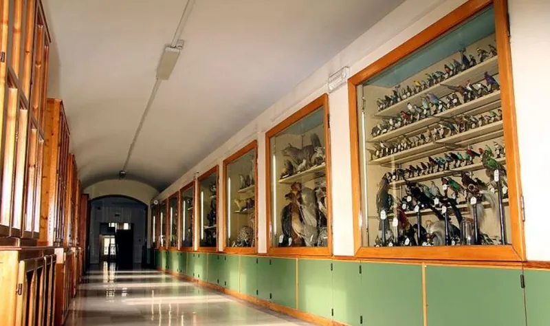 Museo Franchetti - Colibri' del Collegio S. Giuseppe