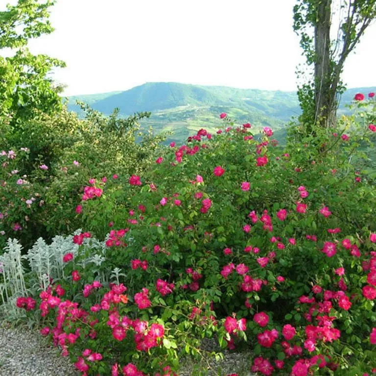 Museo giardino delle rose antiche