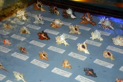 Museo malacologico di Vieste