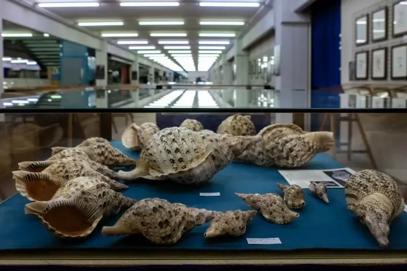 Museo malacologico piceno