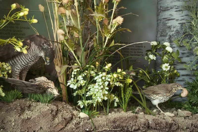 Museo naturalistico del Parco dello Stirone