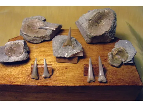 Museo paleontologico di Crocefieschi