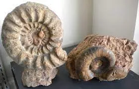 Museo paleontologico di Sona