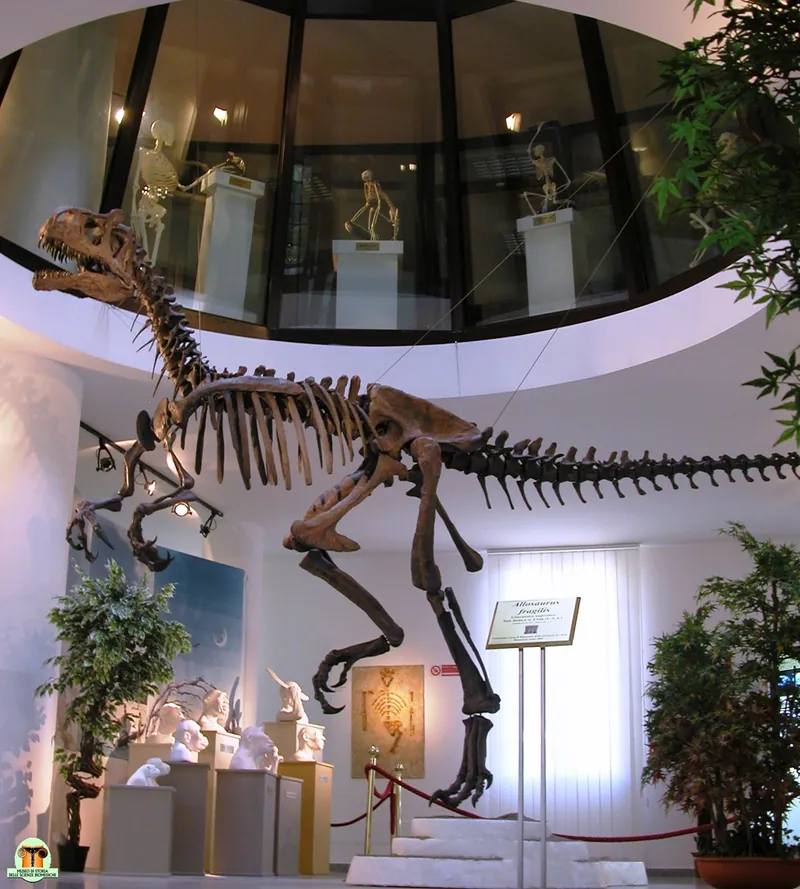 Museo universitario d'Abruzzo - Museo di storia delle scienze biomediche
