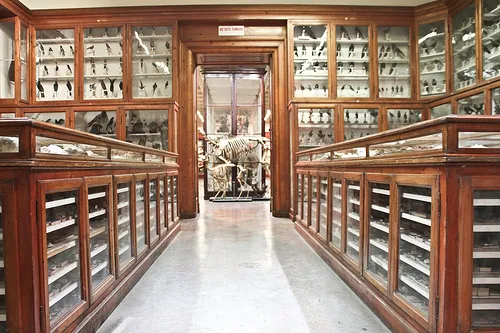 Museo universitario di zoologia e anatomia comparata