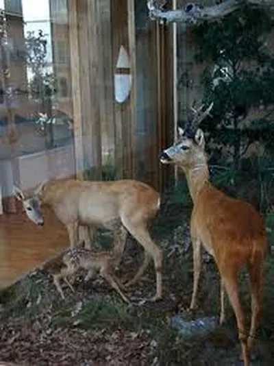 MUSS - Museo naturalistico Ente parco Sasso Simone e Simoncello