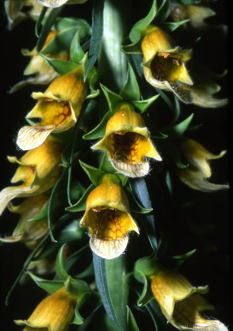 Orto botanico sperimentale G. E. Ghirardi