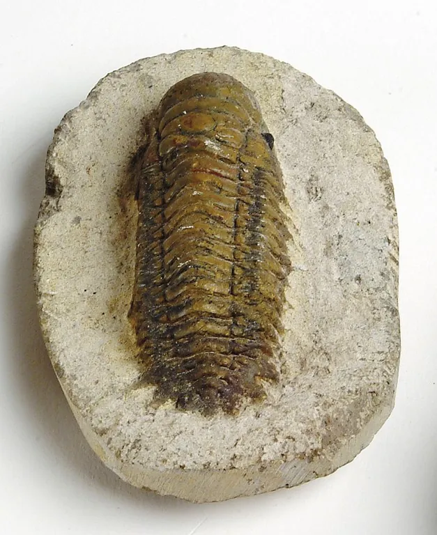 Parco e museo vulcanologico di San Venanzo